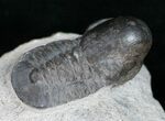 Very Unusual Pelagic Trilobite Cyclopyge - HUGE EYES #11062-5